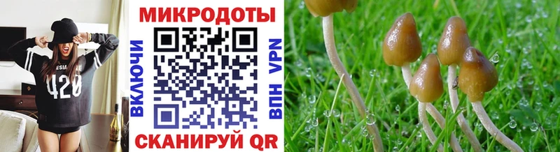Псилоцибиновые грибы Psilocybe  Теберда 